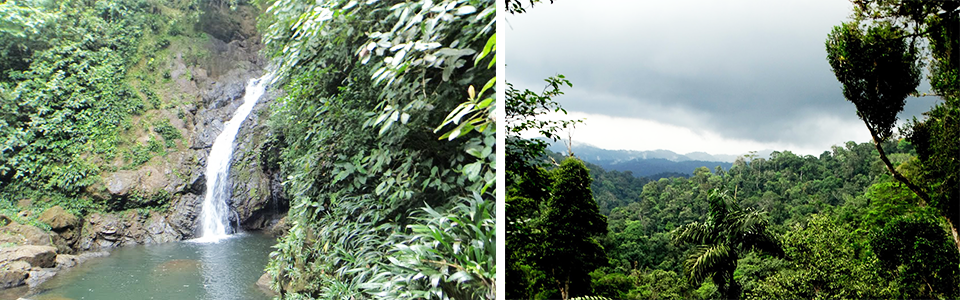 Vegetation and Biomes in Guna Yala